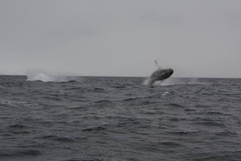 antarctique