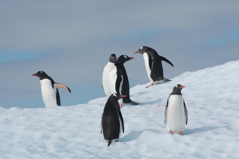 antarctique